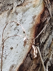 Eucalyptus tereticornis