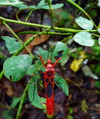 Macrocheraia grandis