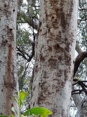 Eucalyptus tereticornis