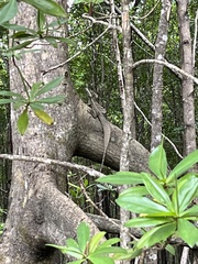 Basiliscus basiliscus