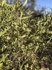 Geijera linearifolia