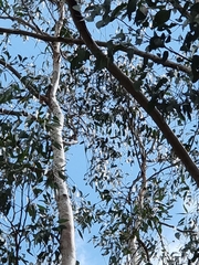 Eucalyptus tereticornis