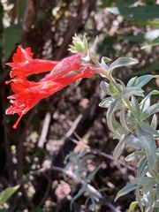 Epilobium canum