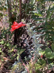 Epilobium canum