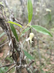 Billardiera scandens