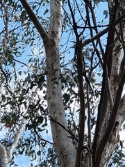 Eucalyptus tereticornis