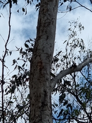 Eucalyptus tereticornis