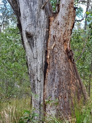 Eucalyptus tereticornis