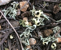 Xanthoparmelia semiviridis