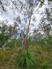 Eucalyptus tereticornis
