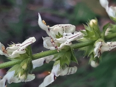 Stachys recta