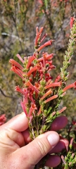 Erica curviflora