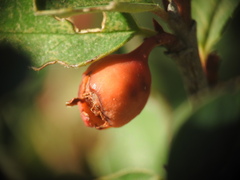 Cotoneaster integerrimus