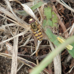 Eupeodes corollae