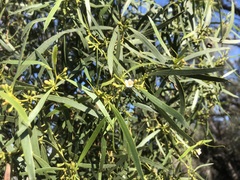 Myoporum platycarpum