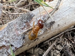 Microhodotermes viator