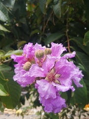 Lagerstroemia