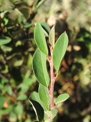 Cotoneaster integerrimus