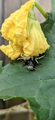 Amegilla aeruginosa