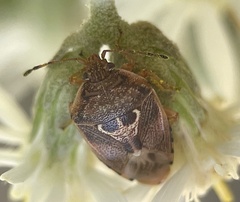 Eupolemus angularis