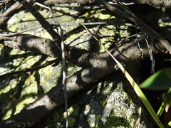 Cotoneaster integerrimus