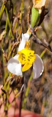 Disa flexuosa