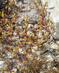 Portulaca halimoides