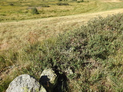 Cotoneaster integerrimus