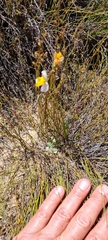 Disa flexuosa