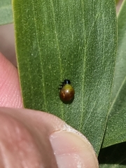 Dicranosterna semipunctata