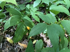 Prosartes smithii