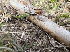 Microhodotermes viator