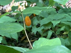 Prosartes smithii