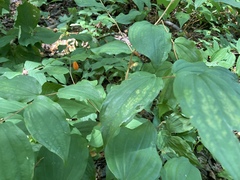Prosartes smithii