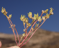 Portulaca halimoides
