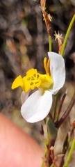 Disa flexuosa
