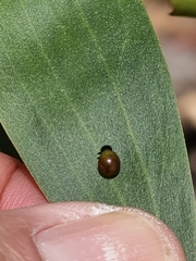 Dicranosterna semipunctata