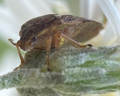 Eupolemus angularis