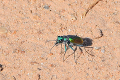 Cicindela scutellaris