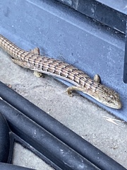 Elgaria multicarinata multicarinata