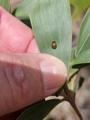Dicranosterna semipunctata