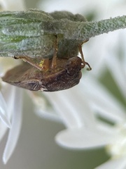 Eupolemus angularis