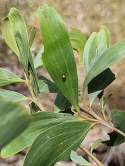 Dicranosterna semipunctata