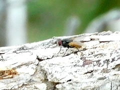 Musca domestica