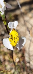 Disa flexuosa