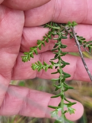 Ozothamnus diosmifolius