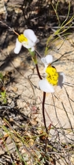 Disa flexuosa