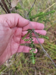 Ozothamnus diosmifolius