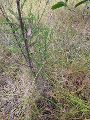 Ozothamnus diosmifolius