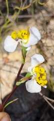 Disa flexuosa